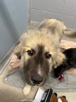 Great Pyrenees Dogs Available for Adoption in Bloomington, Indiana - Drumstick | PetCurious