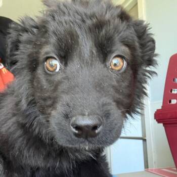 Cindy  -  Husky Dog Available for Adoption in Crookston, Minnesota - Cindy  | PetCurious