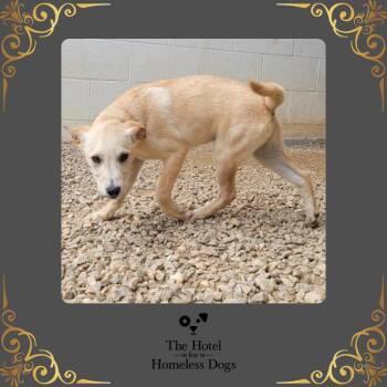 Holland -  Shepherd and Labrador Retriever Dog for Adoption in Cumberland, Rhode Island - Holland | PetCurious