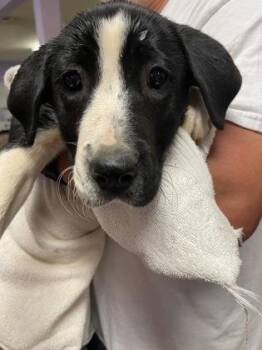 Mixed Breed Dogs Available for Adoption in West Chester, Pennsylvania - Ellie | PetCurious