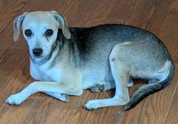 Clementine S -  Beagle Dog for Adoption in Somerset, Kentucky - Clementine S | PetCurious