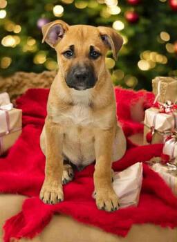 Rescue German Shepherd Dog and Pit Bull Terrier Dogs for Adoption in Powell, Ohio - Frappe | PetCurious