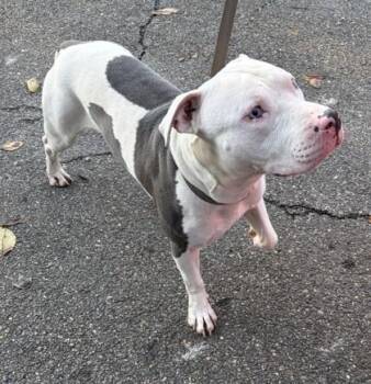 Zeke 1659-26 -  Pit Bull Terrier and Mixed Breed Dog for Adoption in Cumming, Georgia - Zeke 1659-26 | PetCurious