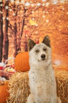 Rescue Husky and German Shepherd Dog Dogs for Adoption in Newberg, Oregon - Thelma | PetCurious