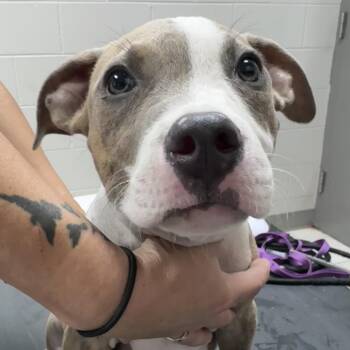 Poly -  Mixed Breed Dog for Adoption in Lufkin, Texas - Poly | PetCurious
