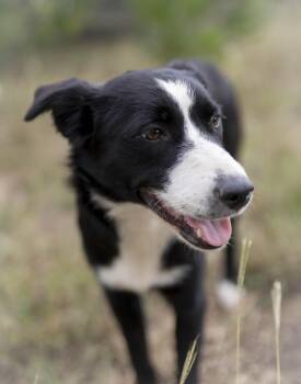 Rescue Border Collie Dogs for Adoption in Driftwood, Texas - Alpine | PetCurious