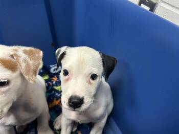 MAPLE SYRUP -  American Staffordshire Terrier Dog for Adoption in Ocala, Florida - MAPLE SYRUP | PetCurious