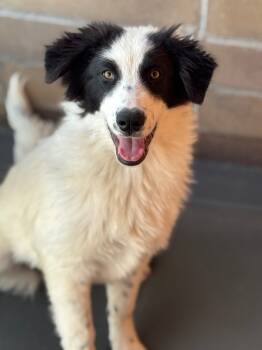 Rescue Border Collie and Australian Shepherd Dogs for Adoption in Fort Lupton, Colorado - Doreen Donker Jr | PetCurious