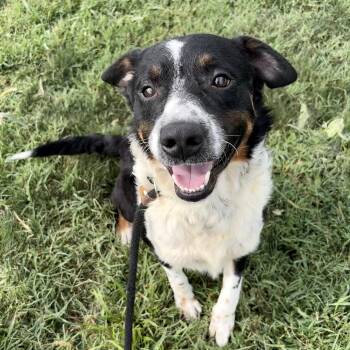 Jasper P4P -  Australian Shepherd and Border Collie Dog for Adoption in Saint Joseph, Missouri - Jasper P4P | PetCurious