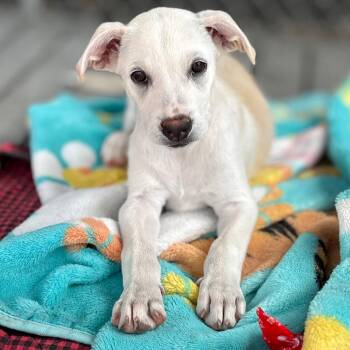 Timber -  Labrador Retriever and Husky Dog for Adoption in San Pablo, California - Timber | PetCurious