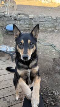 Shepherd and Cattle Dog Dogs Available for Adoption - Quila | PetCurious