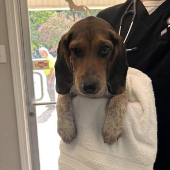 Hershey -  Beagle and Mixed Breed Dog for Adoption in Starkville, Mississippi - Hershey | PetCurious