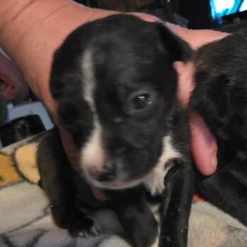 Bean / girl 3 -  Chihuahua Dog for Adoption in Goltry, Oklahoma - Bean / Girl 3 | PetCurious