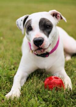 Juno -  Pit Bull Terrier and American Staffordshire Terrier Dog for Adoption in Battle Creek, Michigan - Juno | PetCurious