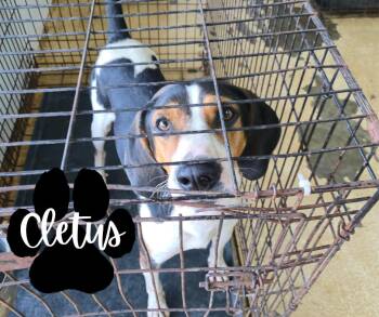 Rescue Hound Dogs for Adoption in Marion, Indiana - Cletus | PetCurious