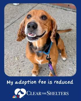 SKIPPER -  Beagle Dog for Adoption in Boston, Massachusetts - SKIPPER | PetCurious