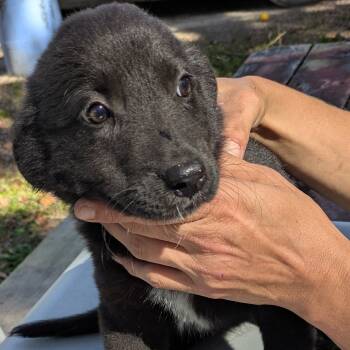 Rescue Mixed Breed and Border Collie Dogs for Adoption in Williston, Florida - Inky | PetCurious