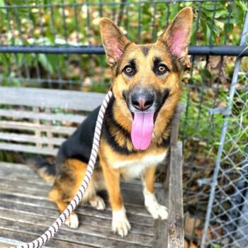 German Shepherd Dog Dogs Available for Adoption - RUBY | PetCurious