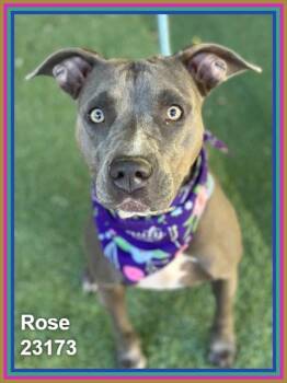 ROSE -  Pit Bull Terrier and American Staffordshire Terrier Dog for Adoption in Marietta, Georgia - ROSE | PetCurious