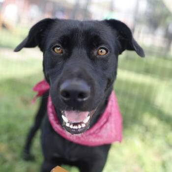 SEBASTIAN -  Labrador Retriever Dog for Adoption in San Antonio, Texas - SEBASTIAN | PetCurious