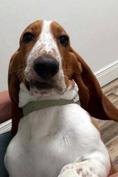 DENNIS -  Basset Hound Dog for Adoption in Hamilton, New Jersey - DENNIS | PetCurious
