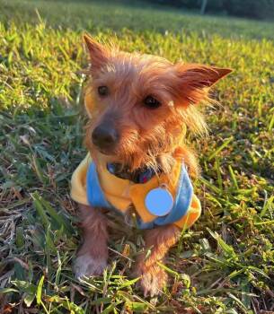 Milo (Must be adopted with Miss Mitt) -  Terrier Dog for Adoption in Osteen, Florida - Milo (Must Be Adopted With Miss Mitt) | PetCurious