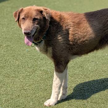 Husky and Shepherd Dogs Available for Adoption in Greensboro, North Carolina - Sock | PetCurious
