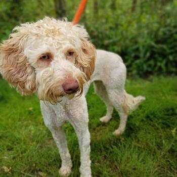 Poodle Dogs Available for Adoption in Maynardville, Tennessee - Goldie | PetCurious