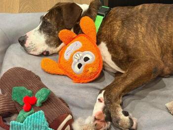 Hera -  American Staffordshire Terrier and Mixed Breed Dog for Adoption in Saugus, Massachusetts - Hera | PetCurious