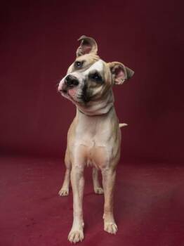 Pit Bull Terrier and Mixed Breed Dogs Available for Adoption in Atlanta, Georgia - Oliver | PetCurious
