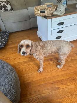 Blossom -  Cocker Spaniel Dog for Adoption in Brunswick, Maine - Blossom | PetCurious