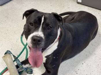 Spade -  Pit Bull Terrier Dog for Adoption in Salt Lake City, Utah - Spade | PetCurious