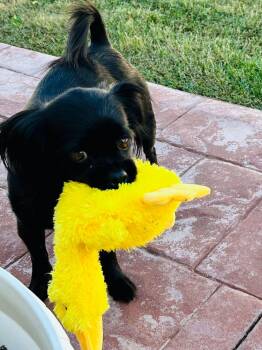 Adalynn -  Pekingese and Shih Tzu Dog for Adoption in Yorktown, Virginia - Adalynn | PetCurious