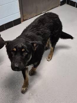 Shepherd Dogs Available for Adoption in Lawrenceville, Georgia - Pen 121 | PetCurious