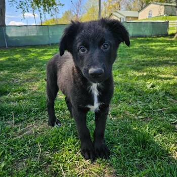 Ozzy -  Shepherd Dog Available for Adoption in Sun Prairie, Wisconsin - Ozzy | PetCurious