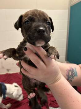 Black Labrador Retriever and Great Dane Dogs Available for Adoption in Burlington, Iowa - Bowie | PetCurious