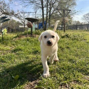 Hound and Great Pyrenees Dogs Available for Adoption - Pokey | PetCurious
