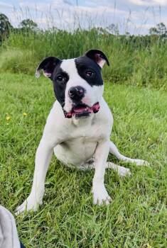 Boone -  American Bulldog Dog for Adoption in Covington, Louisiana - Boone | PetCurious