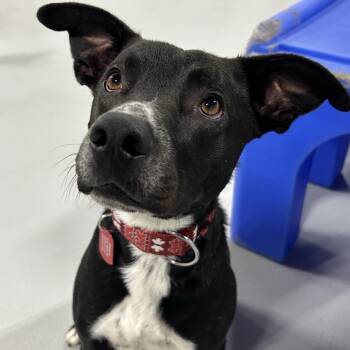Ramon -  Mixed Breed Dog for Adoption in Portland, Oregon - Ramon | PetCurious