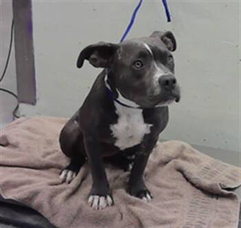 LUCY -  Staffordshire Bull Terrier Dog for Adoption in Houston, Texas - LUCY | PetCurious
