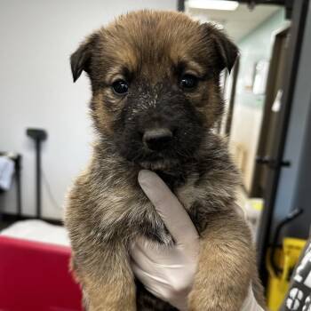 Shepherd and Mixed Breed Dogs Available for Adoption - Nerds | PetCurious