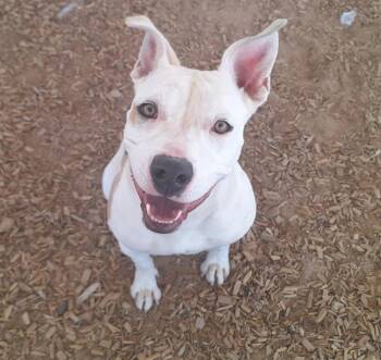 Rescue Pit Bull Terrier and Mixed Breed Dogs for Adoption in Albuquerque, New Mexico - CHERYL | PetCurious
