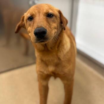 Retriever and Labrador Retriever Dogs Available for Adoption in Rockaway, New Jersey - Randy GCH | PetCurious