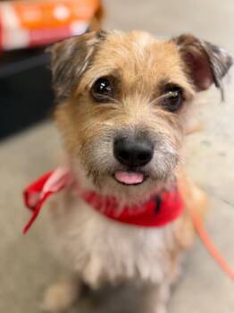 Border Terrier and Parson Russell Terrier Dogs Available for Adoption in Carlsbad, California - Estela-One Of Our Amazing Rescue Dogs | PetCurious