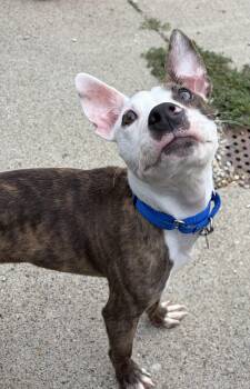 Frankie -  Pit Bull Terrier Dog for Adoption in Cleveland, Ohio - Frankie | PetCurious