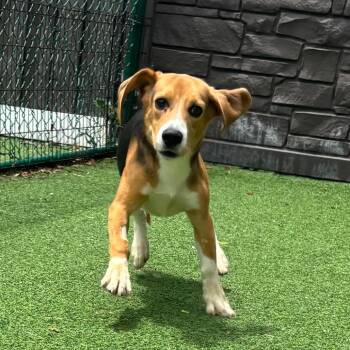 Jelly Roll -  Beagle Dog for Adoption in Sunrise, Florida - Jelly Roll | PetCurious
