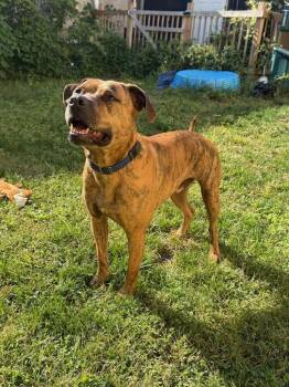 Rescue Boxer Dogs for Adoption in Union Beach, New Jersey - Jax | PetCurious