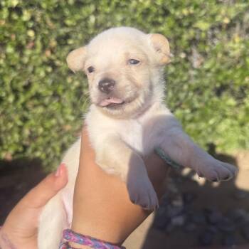 Sky -  Terrier and Mixed Breed Dog for Adoption in San Diego, California - Sky | PetCurious