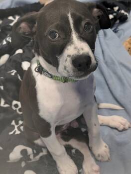 American Bulldog Dogs Available for Adoption in Kalamazoo, Michigan - Moore | PetCurious