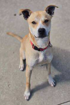 Terrier Dogs Available for Adoption in Viroqua, Wisconsin - Max | PetCurious